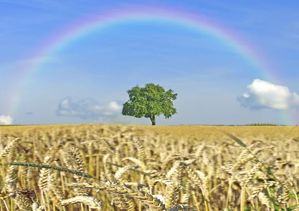 Getreidefeld mit Baum und Regenbogen — Stockfoto