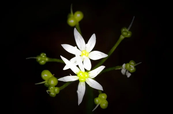 野蒜的花 — 图库照片