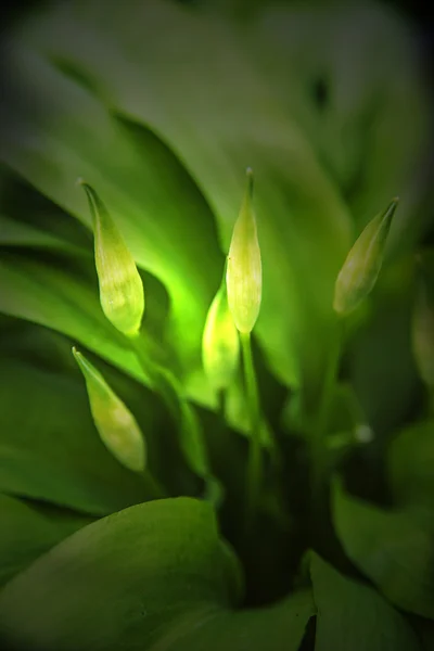 Flower of wild garlic — Stock Photo, Image