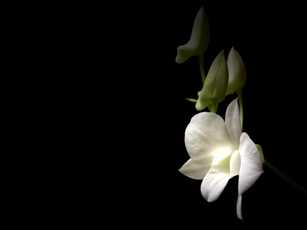 Dendrobium orkide, Çin şifalı bitki — Stok fotoğraf