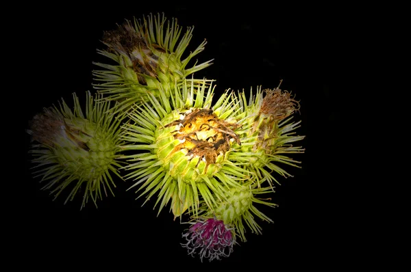 Dulavratotu çiçek — Stok fotoğraf