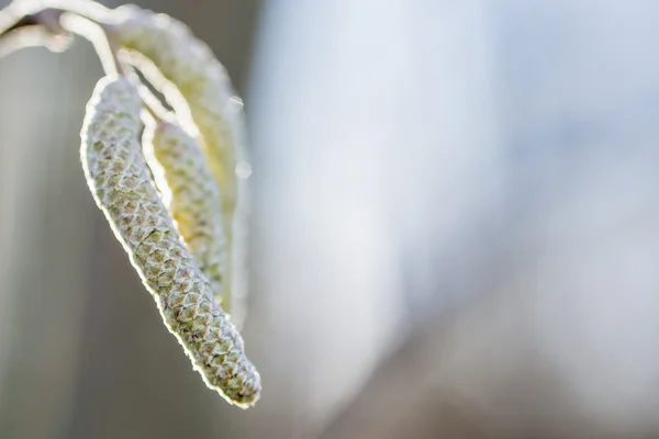 Haselnussblüte — Stockfoto