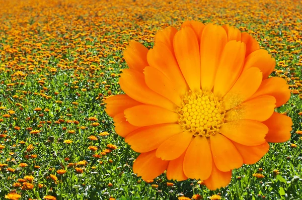 Calendula — Stock Photo, Image