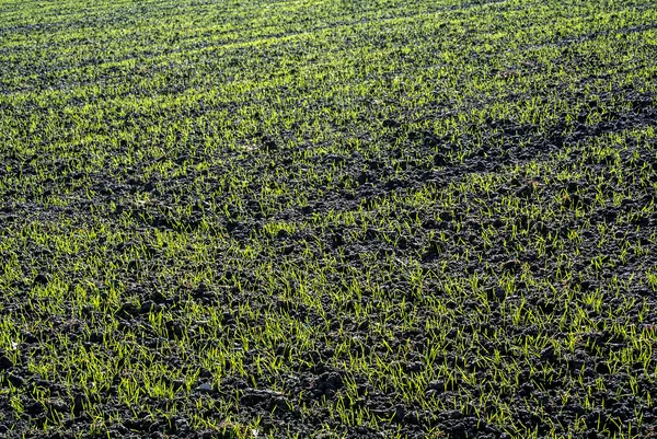 Wintertarwe groeiende — Stockfoto