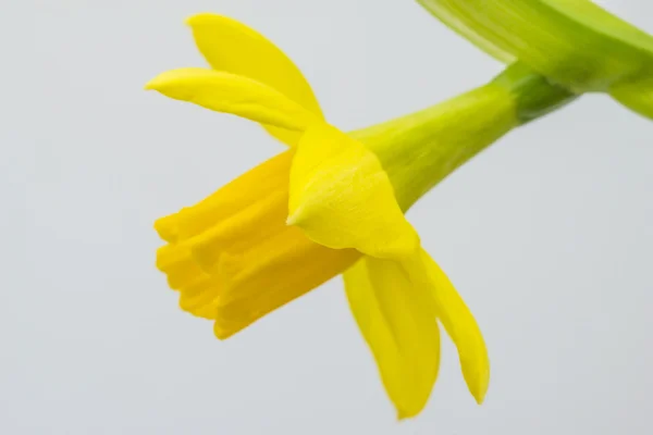Virágzó nárcisz — Stock Fotó