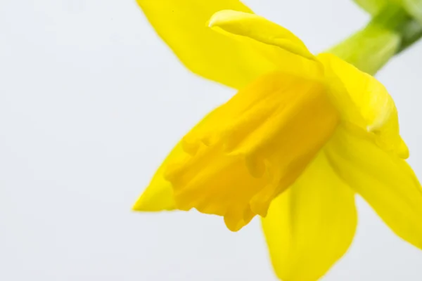 Blooming daffodil — Stock Photo, Image