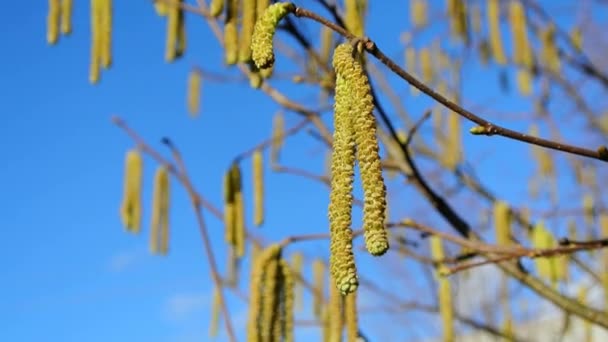 Flor de avelã no inverno — Vídeo de Stock