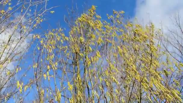 Hazelnut blossom in winter — Stock Video