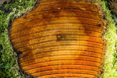 ağaç parçaları gördüm