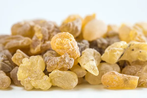 Olibanum, Boswellia serrata — Stockfoto