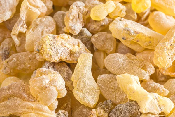 Olibanum, Boswellia serrata — Foto de Stock