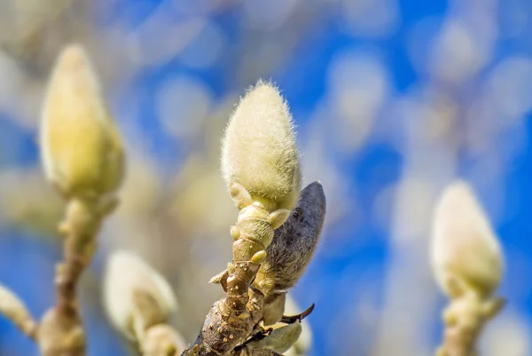 Magnolia knoppar på vintern — Stockfoto