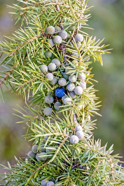 Juniper berries — Stock Photo, Image