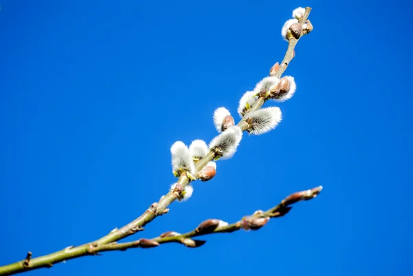 Willow bloesem — Stockfoto