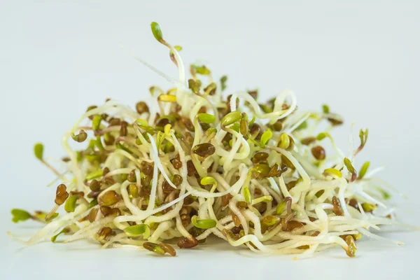 Alfalfa sprouts — Stock Photo, Image