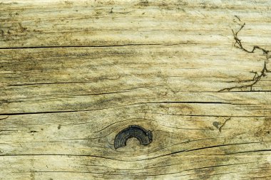 eski çürümüş plank