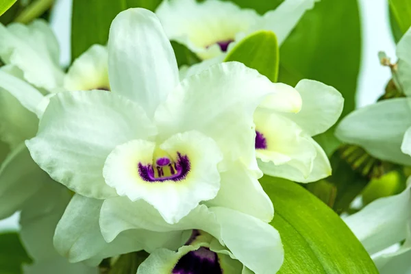 Orquídea dendrobium — Fotografia de Stock