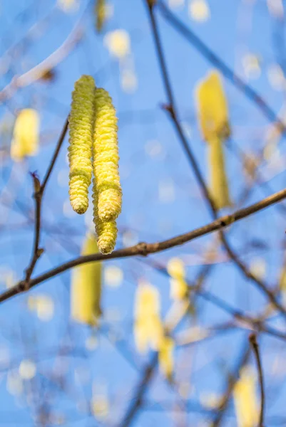 Hazelnut blossom — Stock Photo, Image