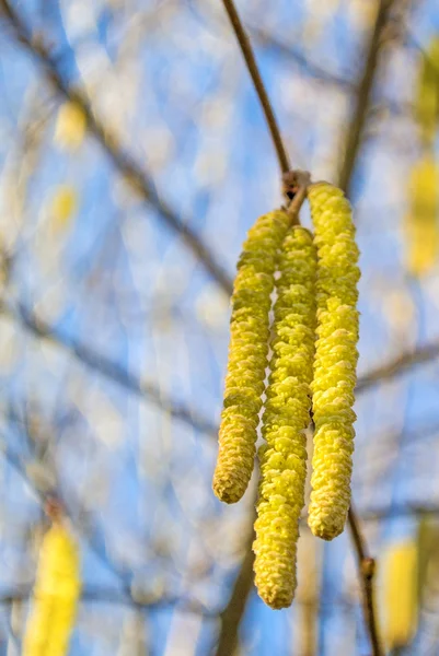 Hazelnut blossom — Stock Photo, Image