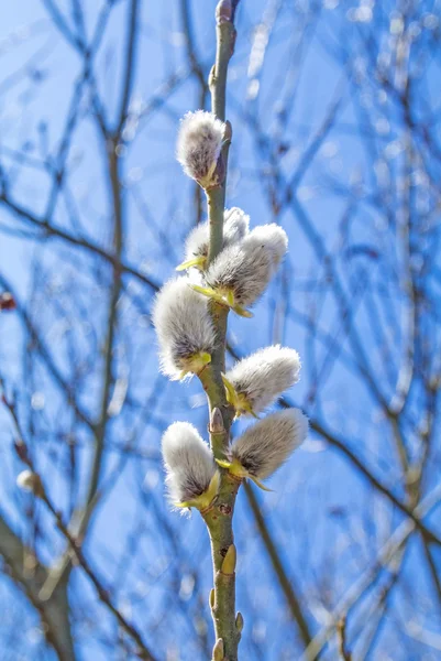 Willow blossom — Stock Photo, Image