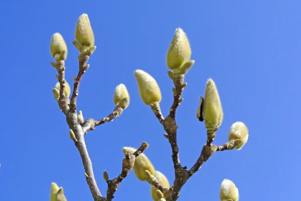 Gemme di Magnolia prima della fioritura — Foto Stock