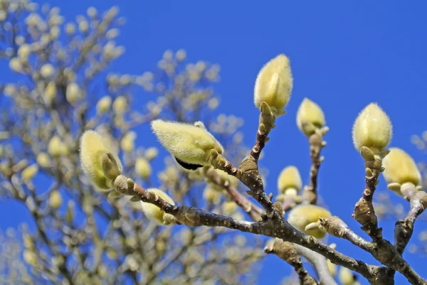 Magnolia buds before blooming — Stock Photo, Image