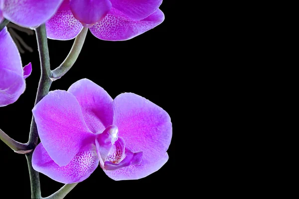 Цветение орхидеи — стоковое фото