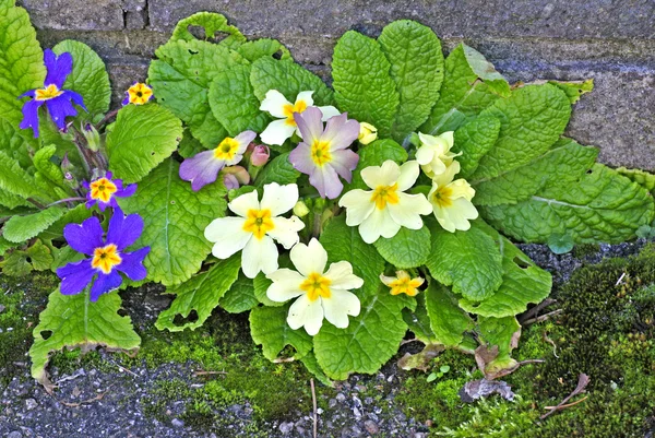 Primroses in a garden — Stock Photo, Image