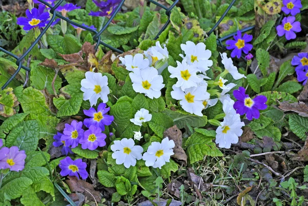Primroses in a garden — Stock Photo, Image