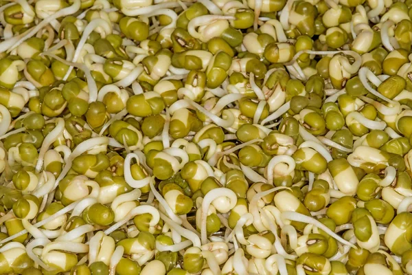 Germogli di soia — Foto Stock