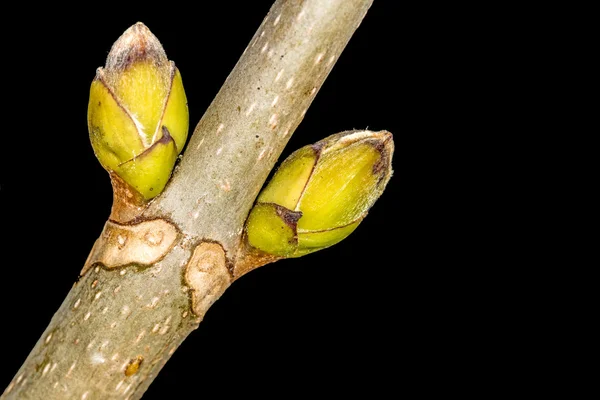 Träd i början av våren — Stockfoto