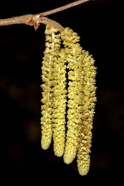 Hazelnut blossom male part — Stock Photo, Image
