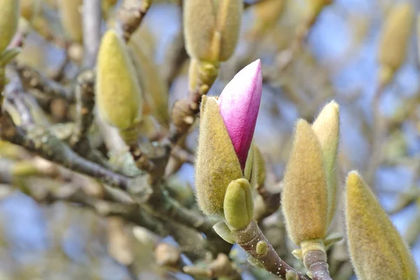 Magnolia buds shortly before blossom — Stock Photo, Image