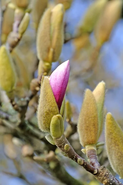 Magnolia germogli poco prima della fioritura — Foto Stock