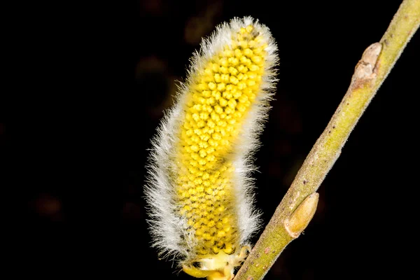 Flor de salgueiro — Fotografia de Stock