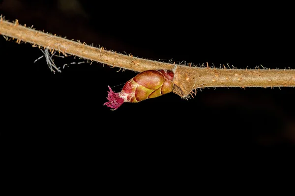 Hazelnut blossom female part — Stock Photo, Image