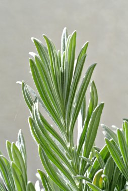 lavanta