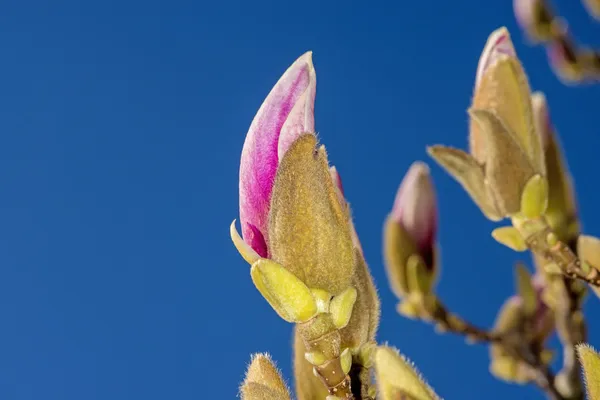 Magnolia knoppar strax före blossom — Stockfoto