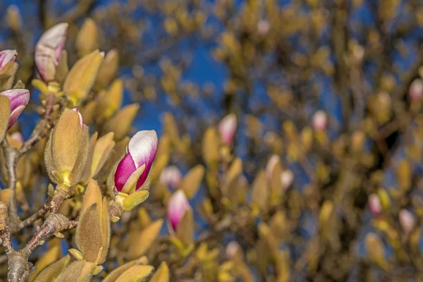 Magnolia pąki Niedługo przed kwitnąć — Zdjęcie stockowe