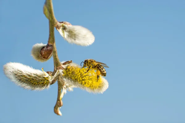 Willow çiçeği ile arı — Stok fotoğraf