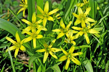 bethlehem yıldızı