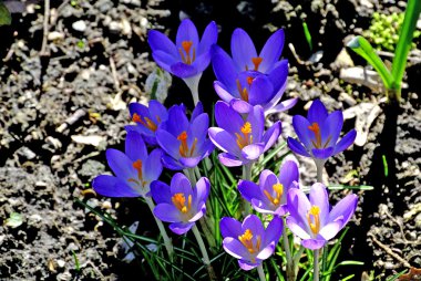 Çiğdem, Bahar çiçek Almanya