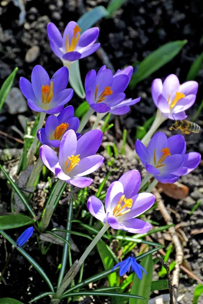 Crocus, fiore primaverile in Germania — Foto Stock