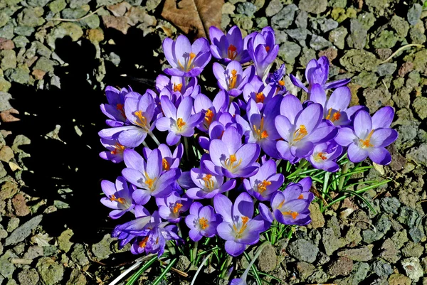 Crocus, spring flower in Germany — Stock Photo, Image