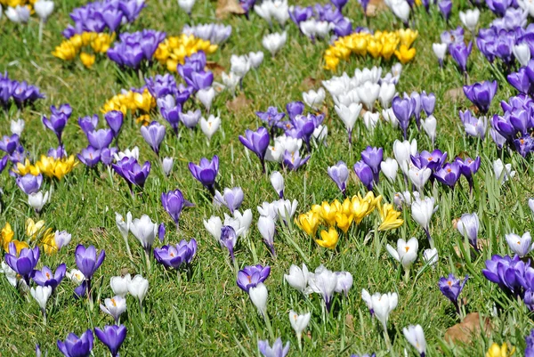 Krokus, kwiat wiosna w Niemczech — Zdjęcie stockowe