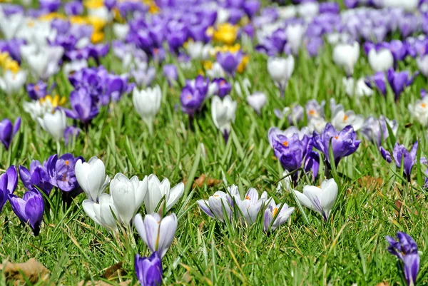 Crocus, spring flower in Germany — Stock Photo, Image