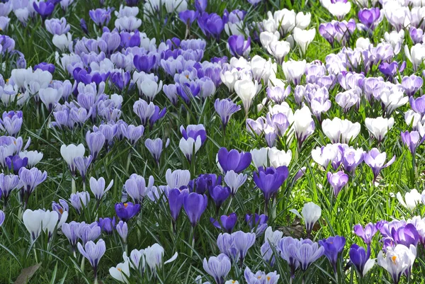 Crocus, spring flower in Germany — Stock Photo, Image
