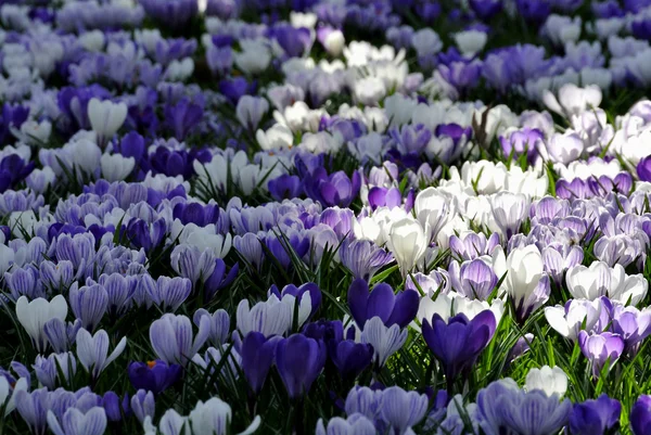 Krokus, Frühlingsblume in Deutschland — Stockfoto