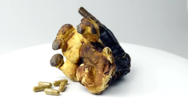 Champignon Reishi 