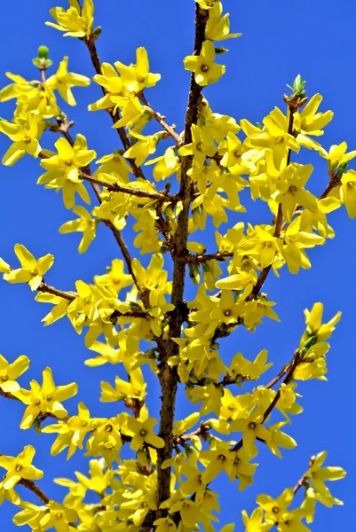 Forsythia flor — Fotografia de Stock